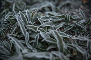 Geada cobre os campos da Serra Catarinense
