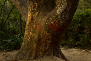 old tree trunk but with incredible colors in the nature forest