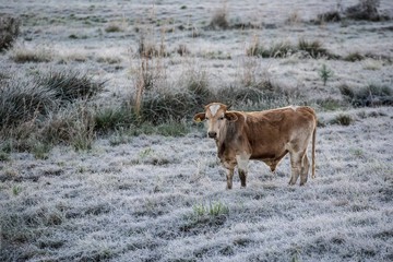 Geada cobre os campos da Serra Catarinense