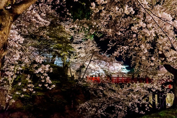 弘前公園 桜のライトアップ Hirosaki park cherry blossoms