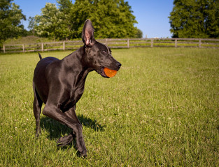 An adorable and playful great Dane puppy runs across a lawn with an orange ball in its mouth