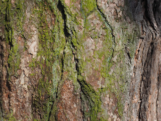 tree bark moss background