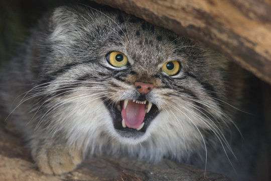 The Pallas's cat (Otocolobus manul), also called the Manul,male portait.