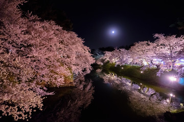 Obraz premium 弘前公園 桜のライトアップ Hirosaki park cherry blossoms