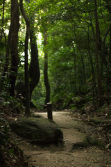 real nature forest with yellow light in urca rio de janeiro
