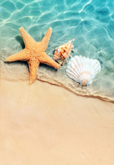 starfish and seashell on the summer beach in sea water.