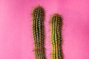 cactus plant on colorful background,  copy space