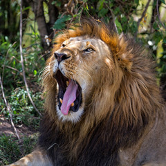 Portrait of a yawning male lion in the bushes in the Masai Mara National Park in Kenya