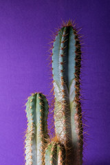 cactus plant on colorful background,  copy space
