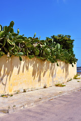 succulents on the beach in Otranto Italy