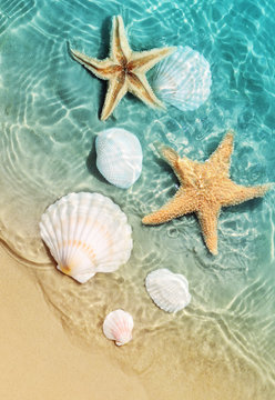 starfish and seashell on the summer beach in sea water.