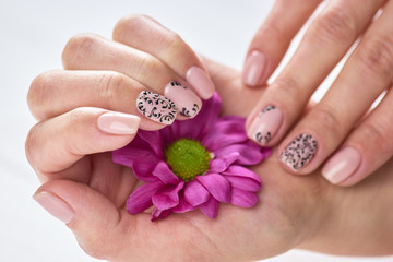 Fototapeta premium Woman hands with short manicured nails. Young woman hands with beautiful manicure holding gentle chrysanthemum. Feminine nail care and treatment.