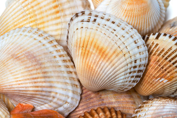 Shells of anadara at sun summer day