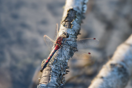 Whitefaces dragonfly sitting on piece of wood  - Leucorrhinia rubicunda - close up - macro