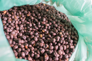 bags with coffee beans on colombian coffee farm - close-up