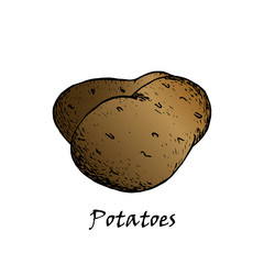 Potato vector drawing. Isolated hand drawn potatoes heap. 