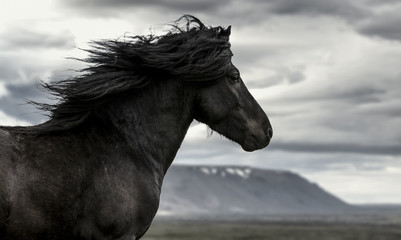 Horse in the wind - obrazy, fototapety, plakaty