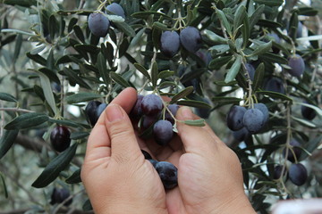Woman hold olives near olive tree