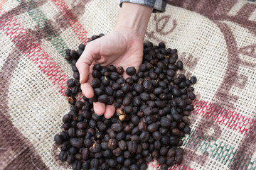 female hands with coffee beans on colombian coffee farm - close-up