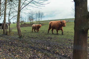 buffalo on a field