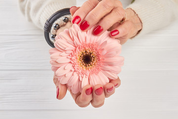 Beautiful gerbera in woman manicured hands. Well-groomed woman hands with perfect red nails holding gentle pink gerbera close up.