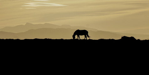 Fototapeta na wymiar Beautiful horse in a sunset, Iceland