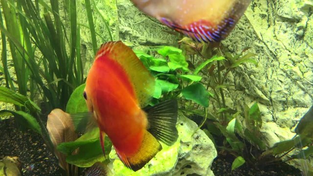 Diskusfisch, Diskusfische, Fische 