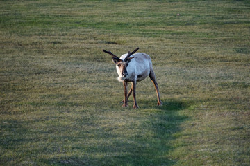 A wild raindeer in the landscapes of Iceland