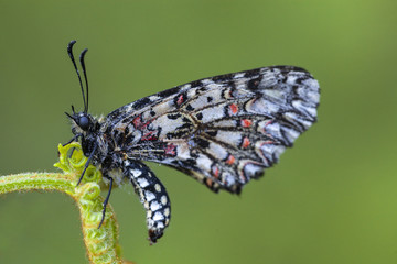 Fototapeta na wymiar mariposa