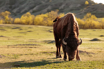 A Bison grazes in Theodore Roosevelt National Park