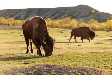 Bison graze in Theodore Roosevelt National Park