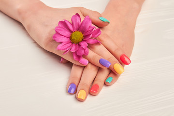 Female manicured hands and chrysanthemum. Beautiful woman hands with multicolored nail polish and little pink chrysanthemum. Nail treatment and care.