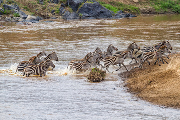 Zebra herd crossing the Mara river in the migraition season in the Masai Mara National Park in Kenya