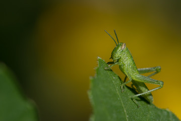 Macro of Tiny Green Grasshopper on Leaf with Yellow Background