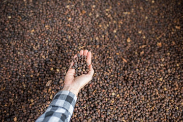 female hands with coffee beans on colombian coffee farm - close-up