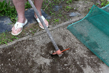 Bêcher un potager. Haricots. To dig a vegetable garden. Beans.