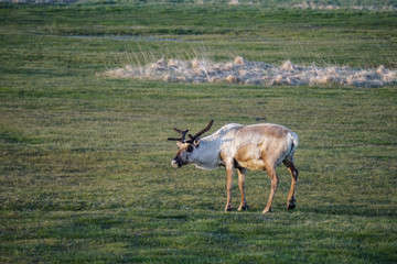 A wild raindeer in the landscapes of Iceland