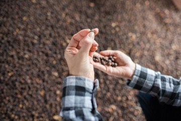 female hands with coffee beans on colombian coffee farm - close-up