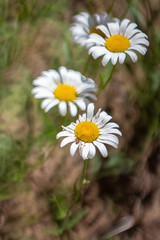 White camomiles with yellow centers in bright sunlight
