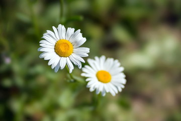 White daisies on a background of green grass.