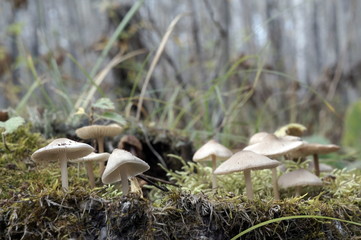 White poisonous fungus among moss on a cloudy day  in the autumn forest.