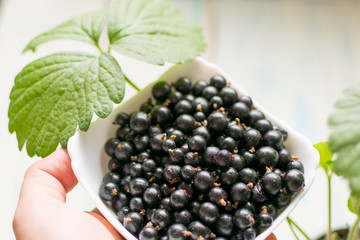 Black currant in a white plate.