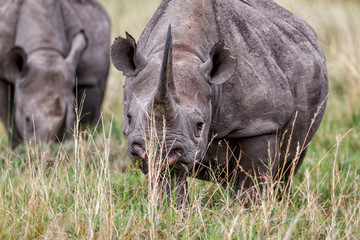 Naklejka premium Black Rhino eating in the Masai Mara National Park in Kenya