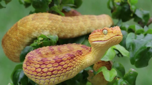 Venomous Bush Viper Snake Flicking Tongue after a large meal