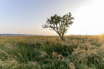 Fototapeta na wymiar Baum Wiese Einsam
