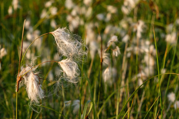 Spreewald Biosphärenreservat Urlaubsregion Wollgraswiese