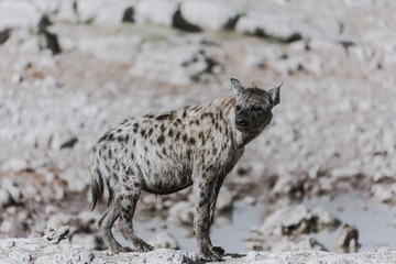 Spotted Hyena Etosha Water Hole 