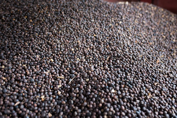 lots of coffee beans on colombian coffee farm - close-up