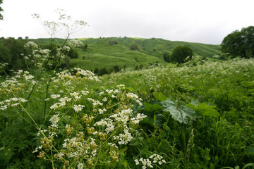 Blooming meadows in the foothills of the Caucasus mountains