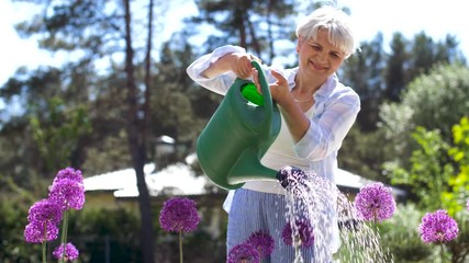 gardening and people concept - happy senior woman watering allium flowers at summer garden